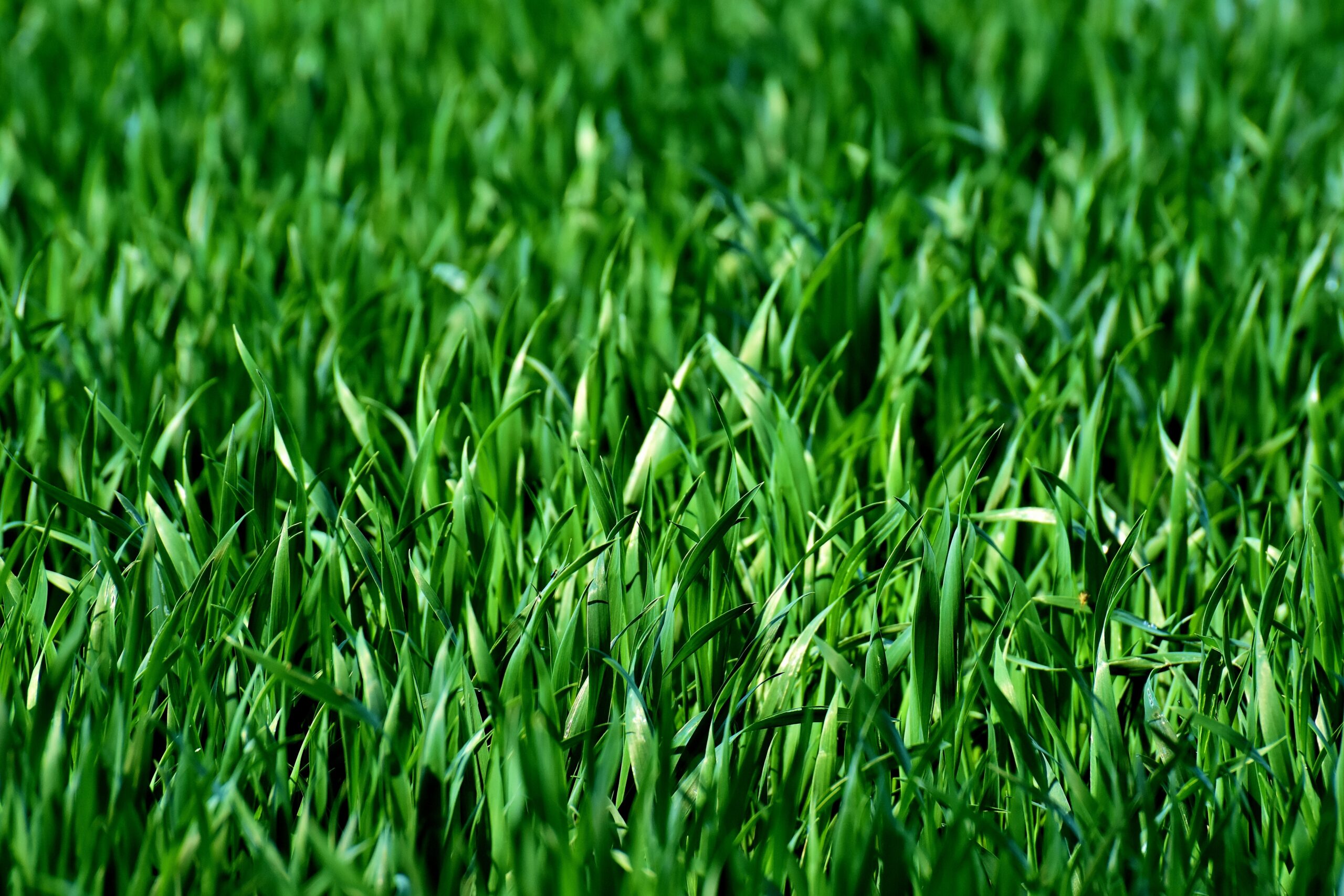 Close-up of green grass in bright sunlight